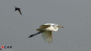 寒鸟照片,捕捉冬日精灵的瞬间