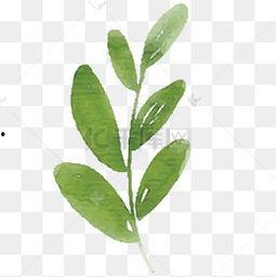 弯树图片,自然力量的艺术杰作